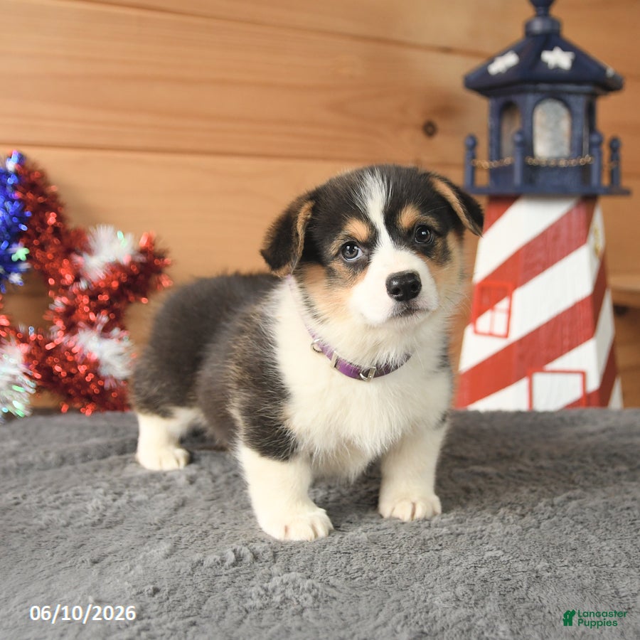 Welsh Corgi Pembroke dogs Benjamin Franklin - Ad 2