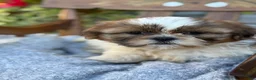 Shih Tzu dogs for sale: Sailor - Ad 4