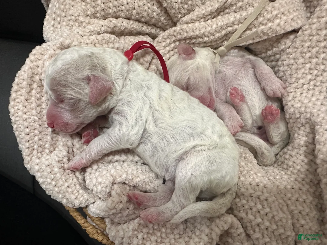 Goldendoodle dogs for sale: Bricks ❤️ - Ad 2