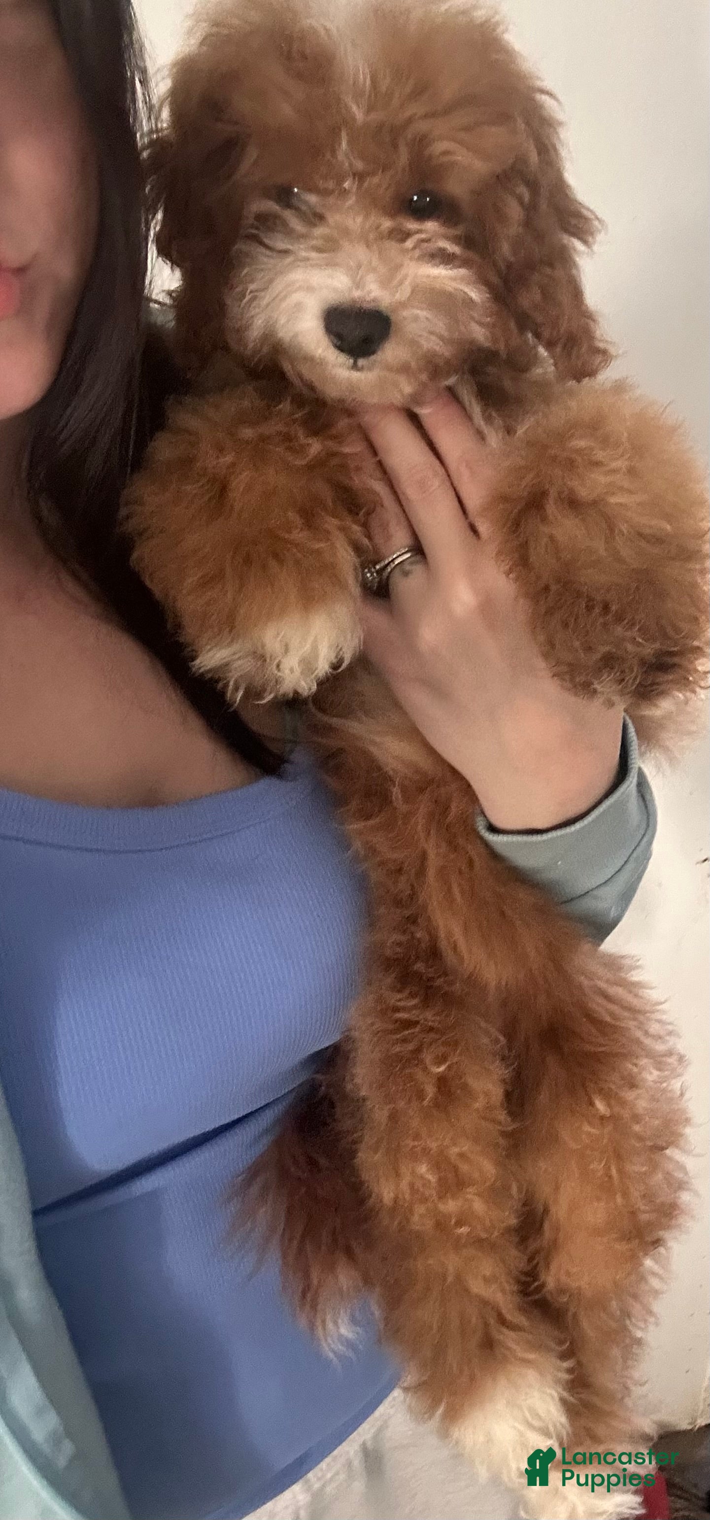 Mini Goldendoodle dogs Adeline  - Ad 34