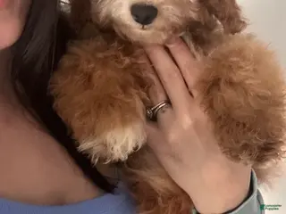 Mini Goldendoodle dogs Adeline - Ad 34