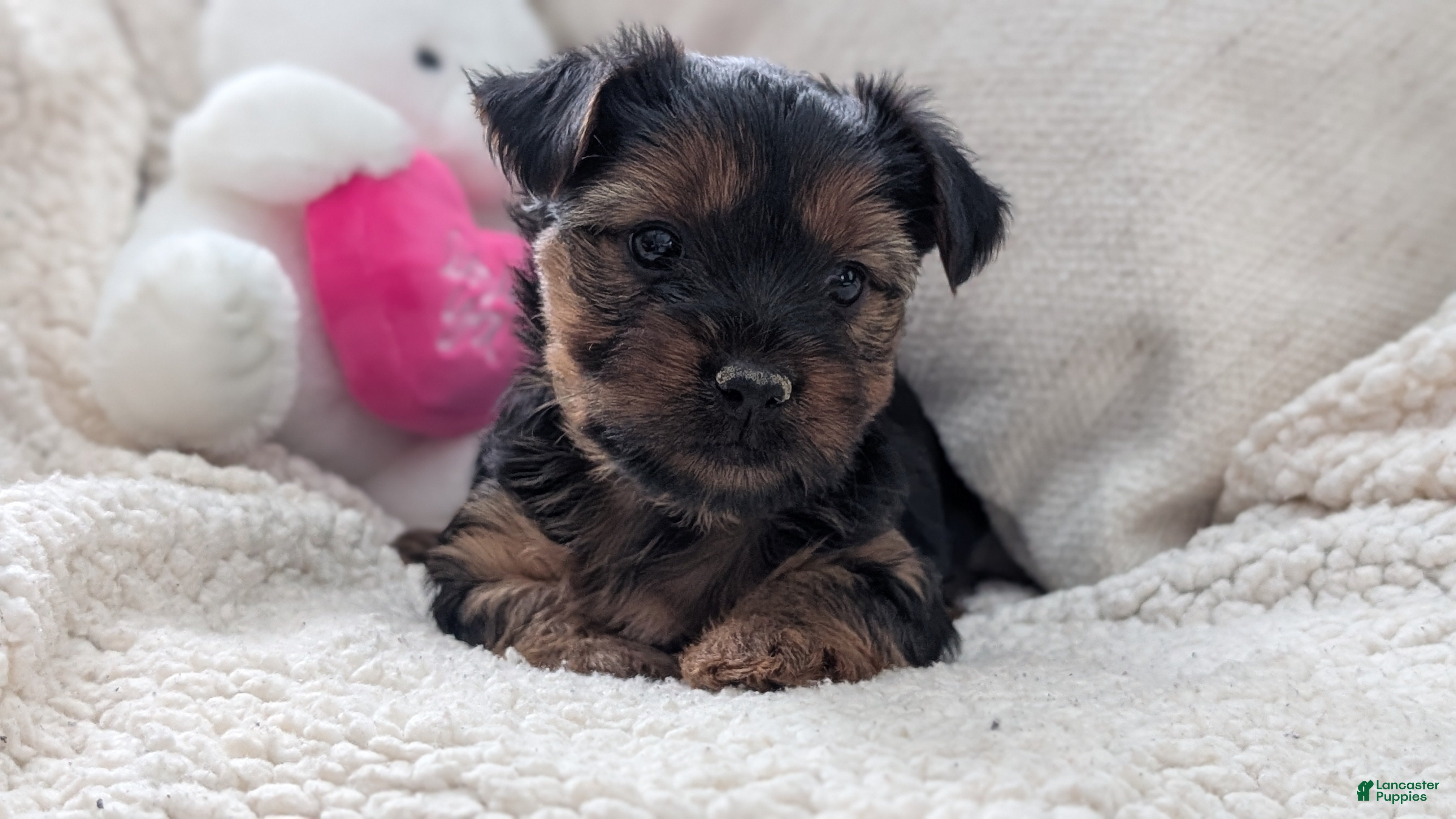 Yorkshire Terrier dogs Ariel - Ad 2