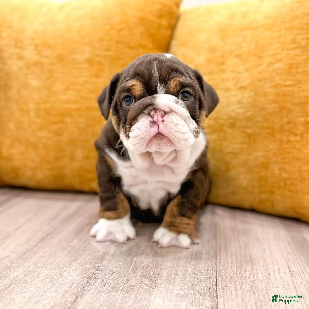 English Bulldog dogs for sale: Pearl - Ad 2