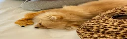 Pomeranian dogs for sale: Pica - Ad 8