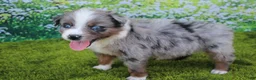 Australian Shepherd dogs for sale: Loki - Ad 7