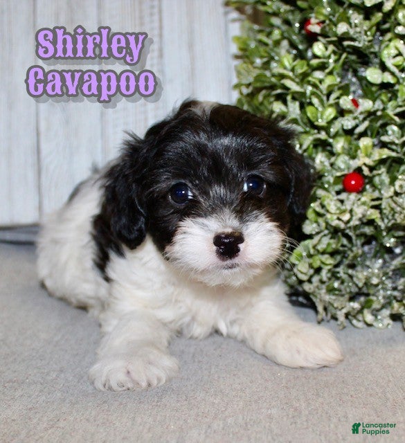 Cavapoo dogs Shirley - Ad 25