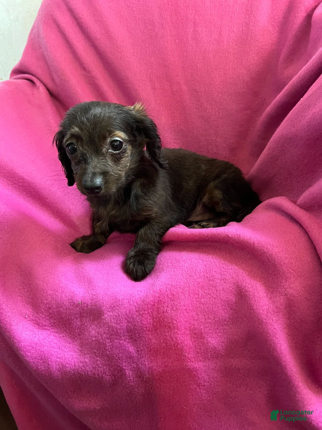 Dachshund dogs for sale: Debbie - Ad 7