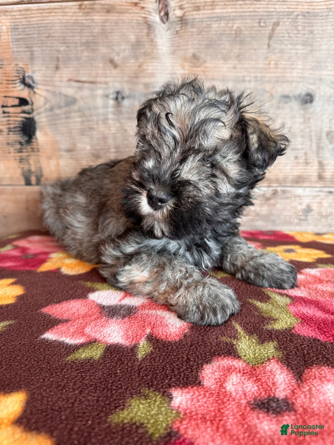 Miniature Schnauzer dogs for sale: Miniature Schnauzer Puppy 4 - Ad 4