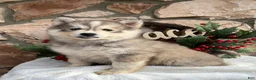 Pomsky dogs for sale: Holly - Ad 2