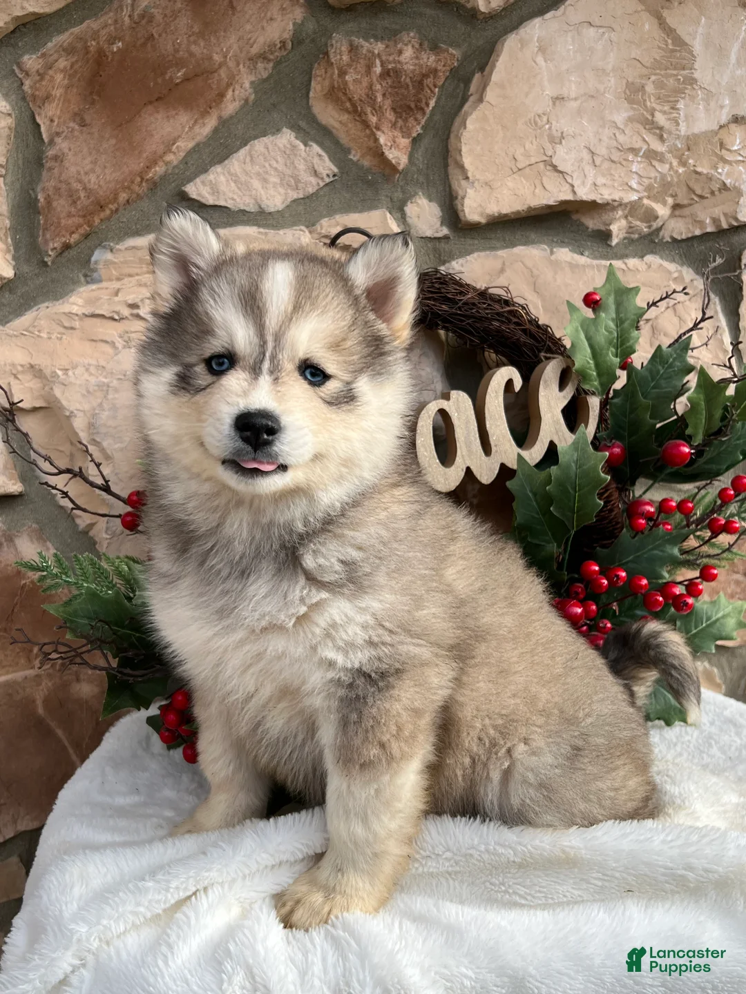 Pomsky dogs for sale: Holly - Ad 2