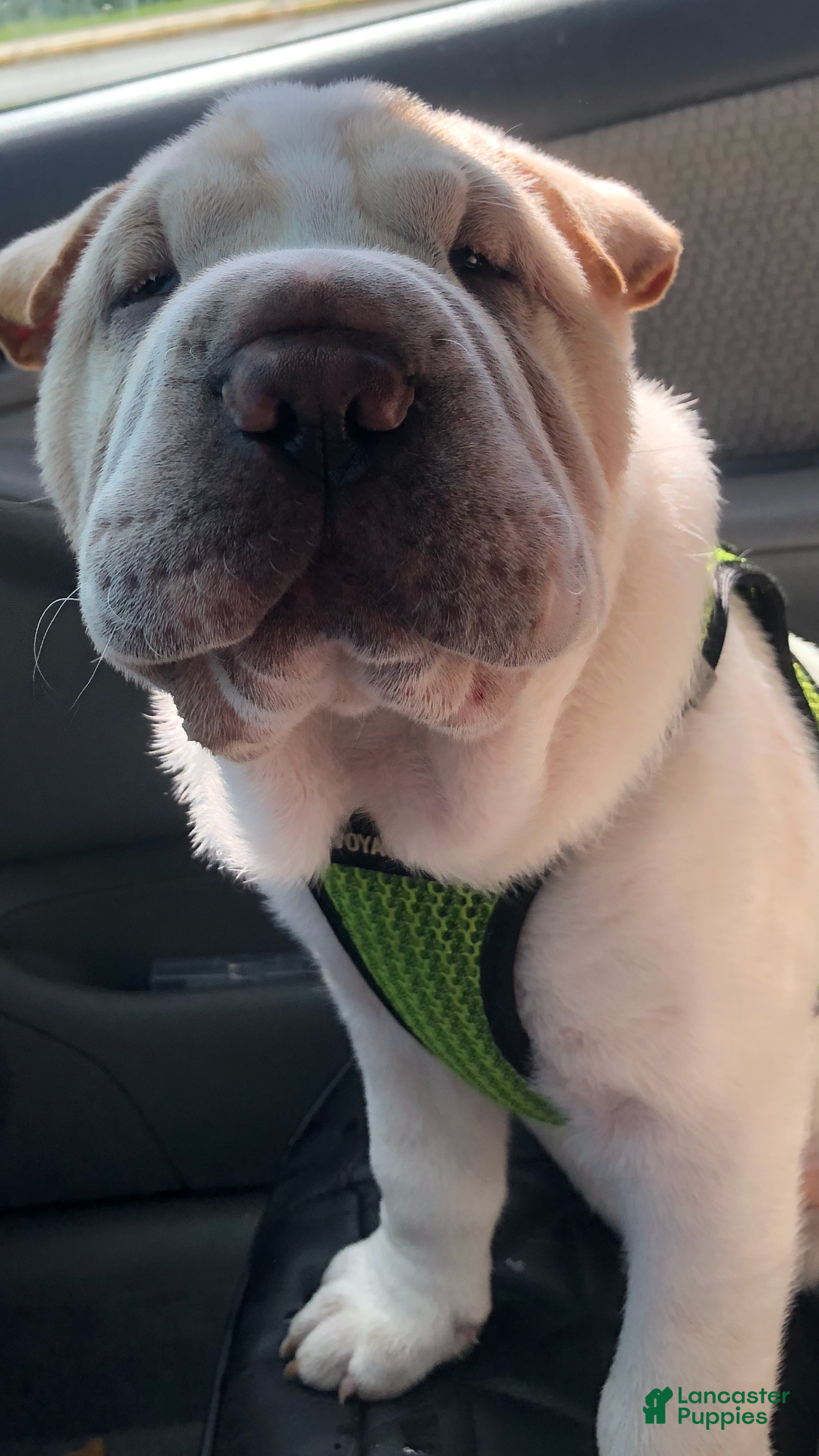 Shar Pei dogs Shar Pei Puppy 8 - Ad 25