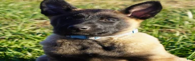 Belgian Malinois 4
