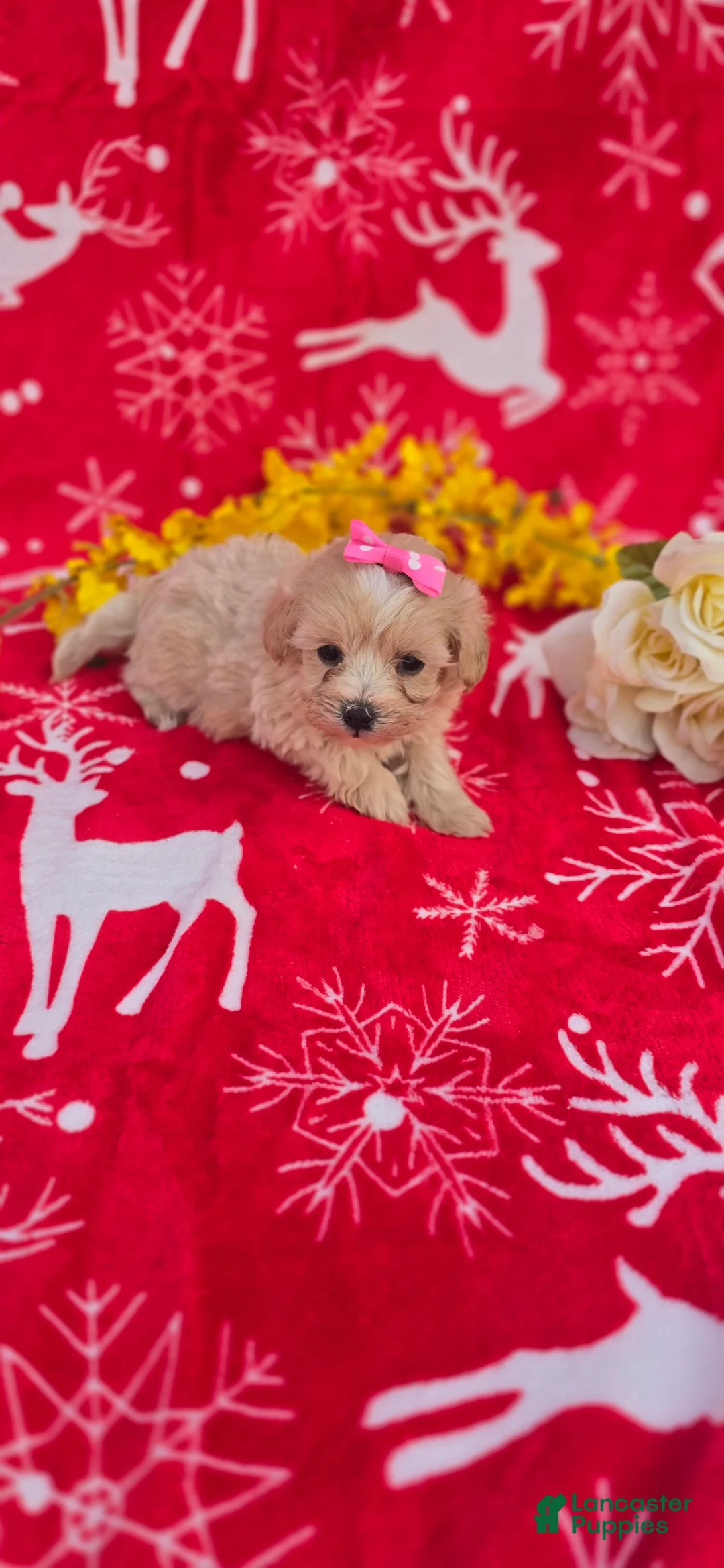 Maltipoo dogs for sale: Holly - Ad 3