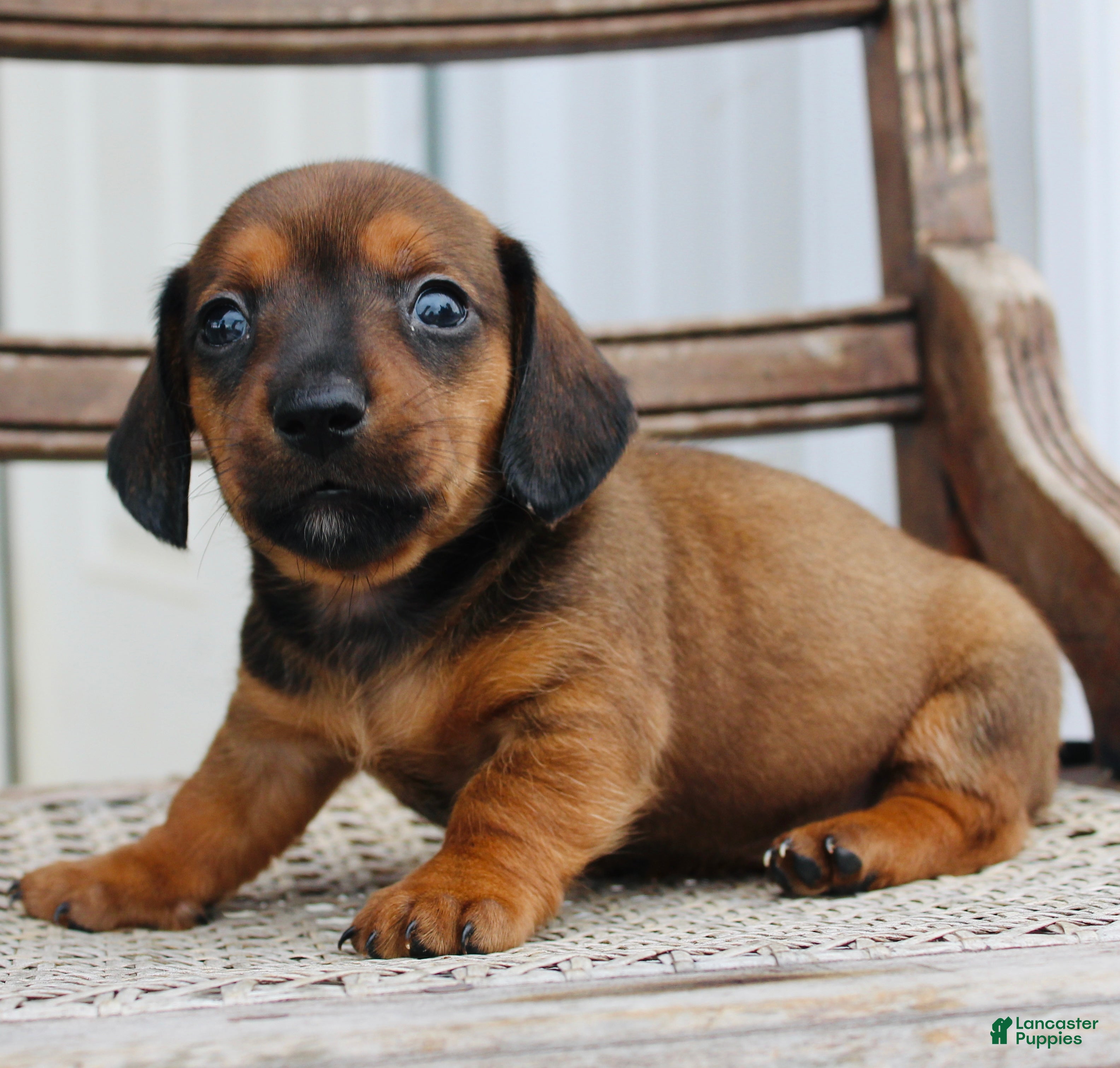 Miniature Dachshund dogs for sale: Ana - Ad 3