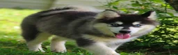 Pomsky dogs for sale: Pomsky 1 - Ad 3