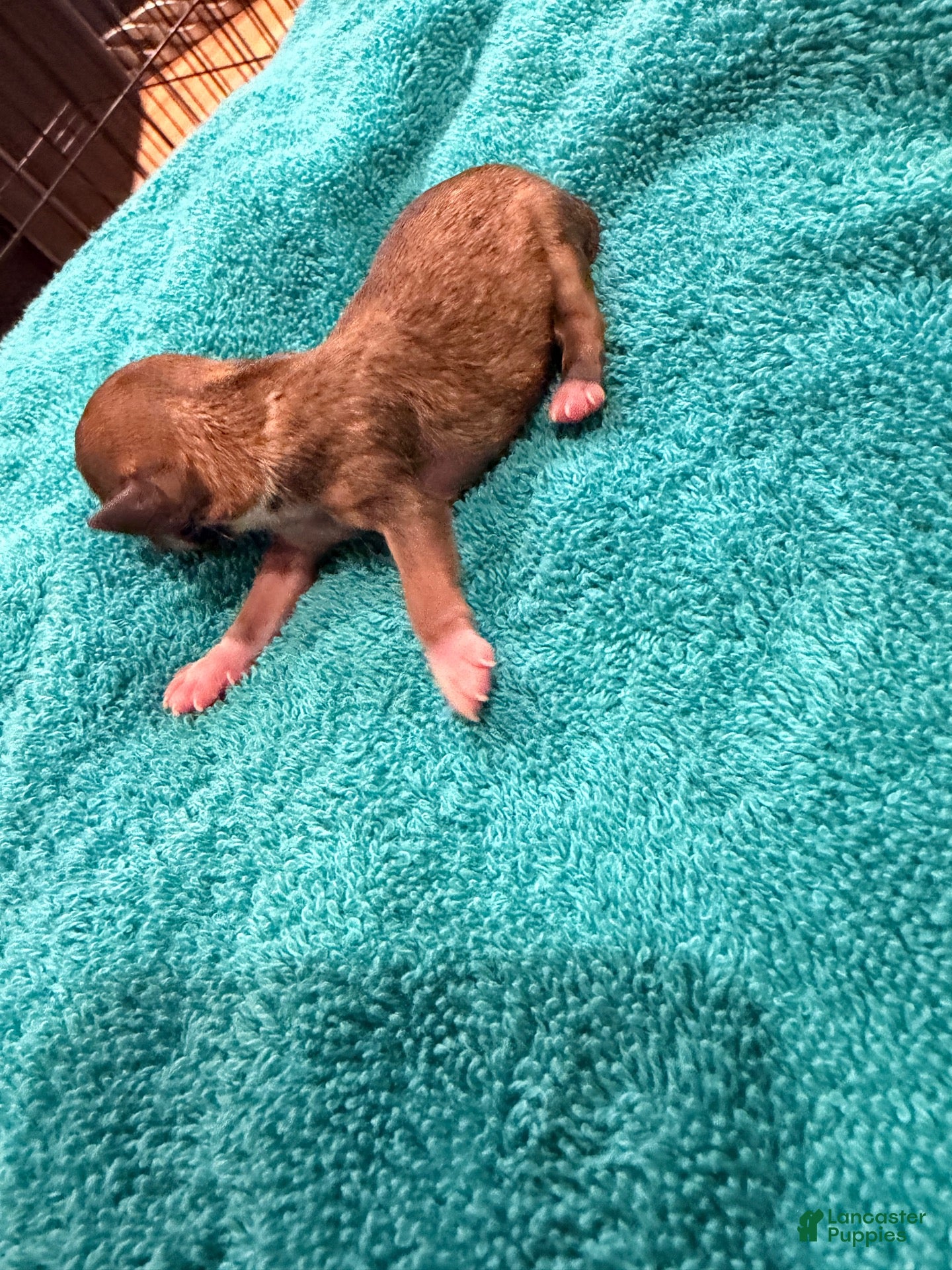 Chihuahua dogs for sale: Chihuahua 3 - Ad 2