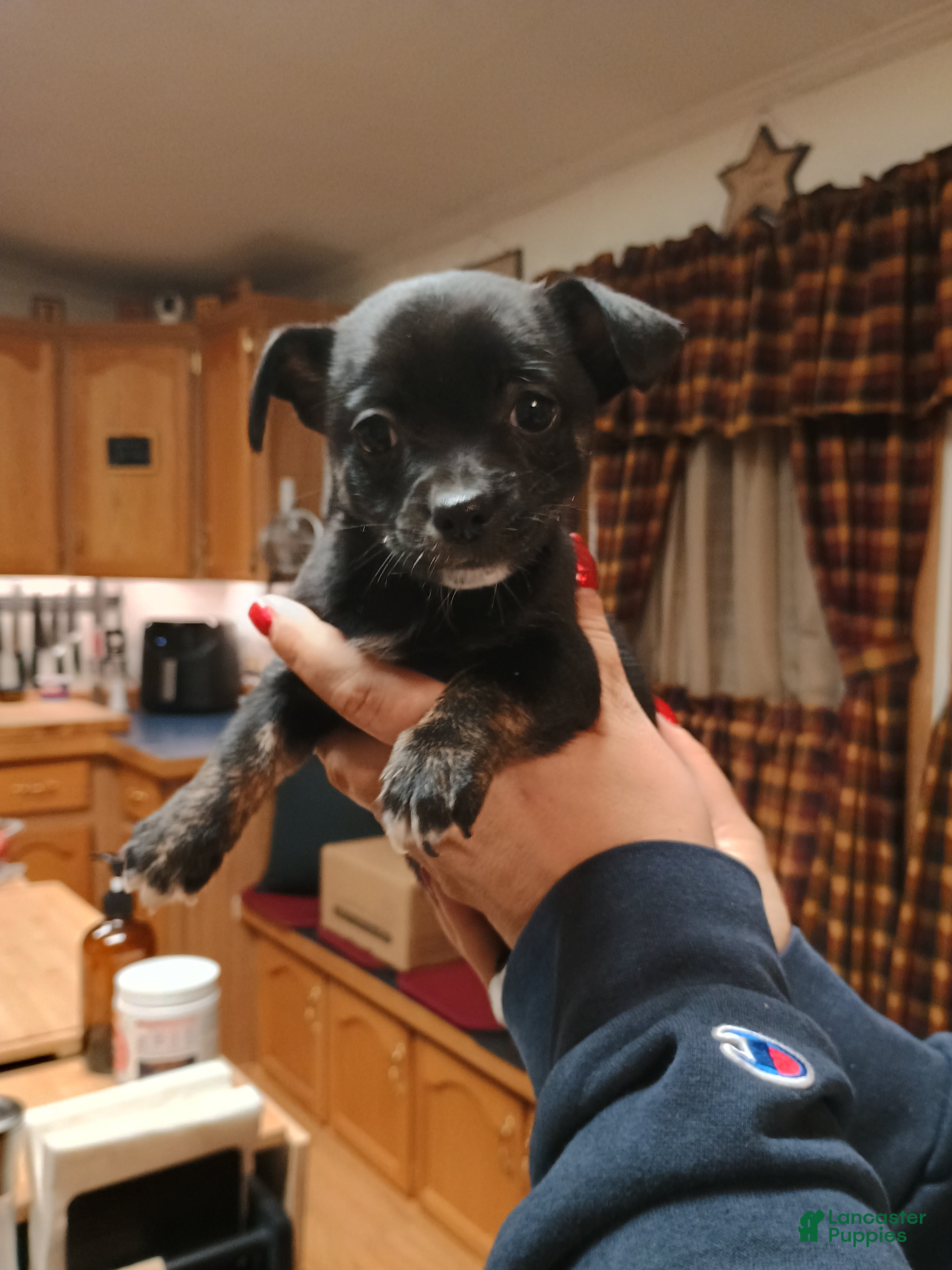 Chihuahua dogs Sable - Ad 11