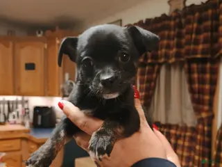 Chihuahua dogs Sable - Ad 38