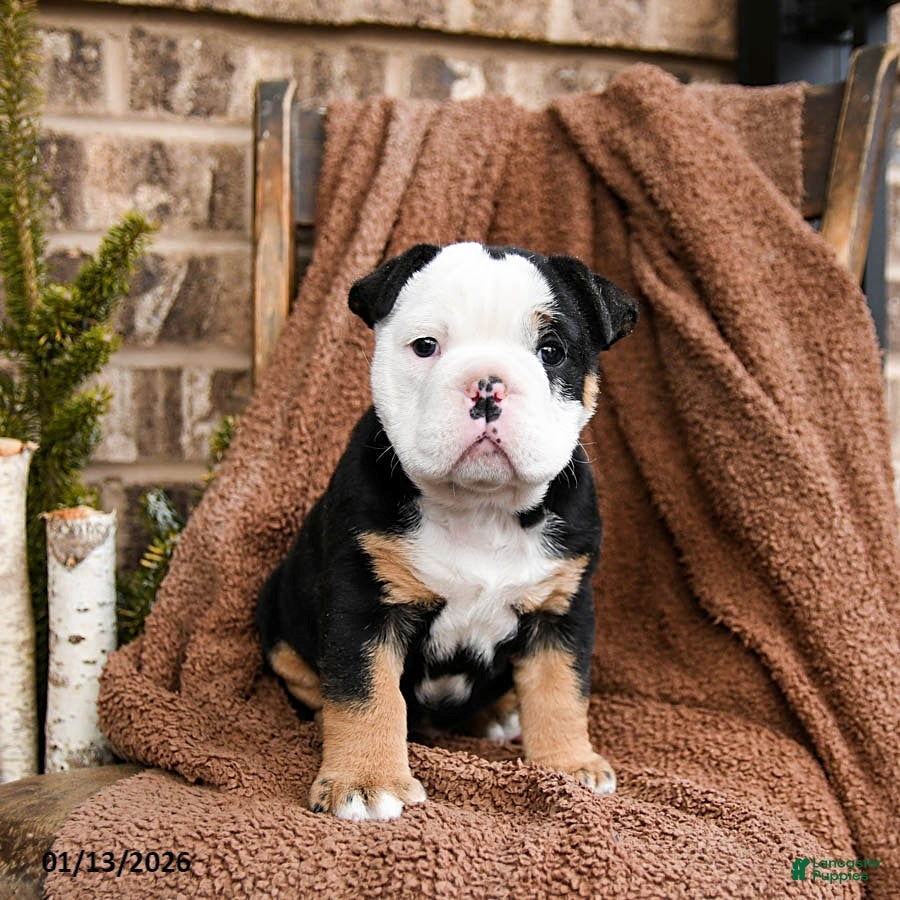 Olde English Bulldogge dogs Roxy - Ad 4