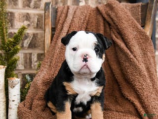 Olde English Bulldogge dogs Roxy - Ad 4