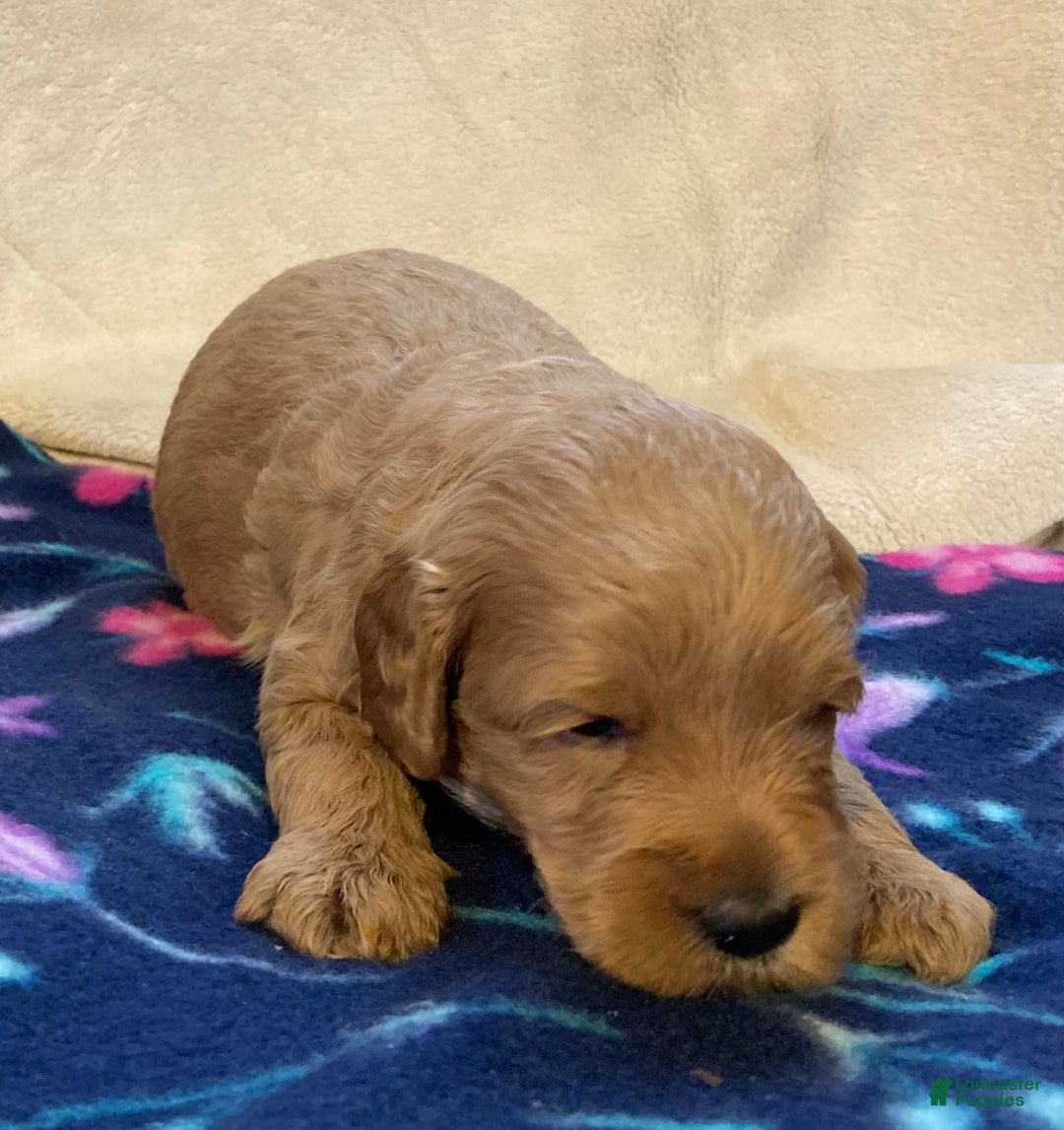 Labradoodle dogs for sale: Tucker - Ad 3