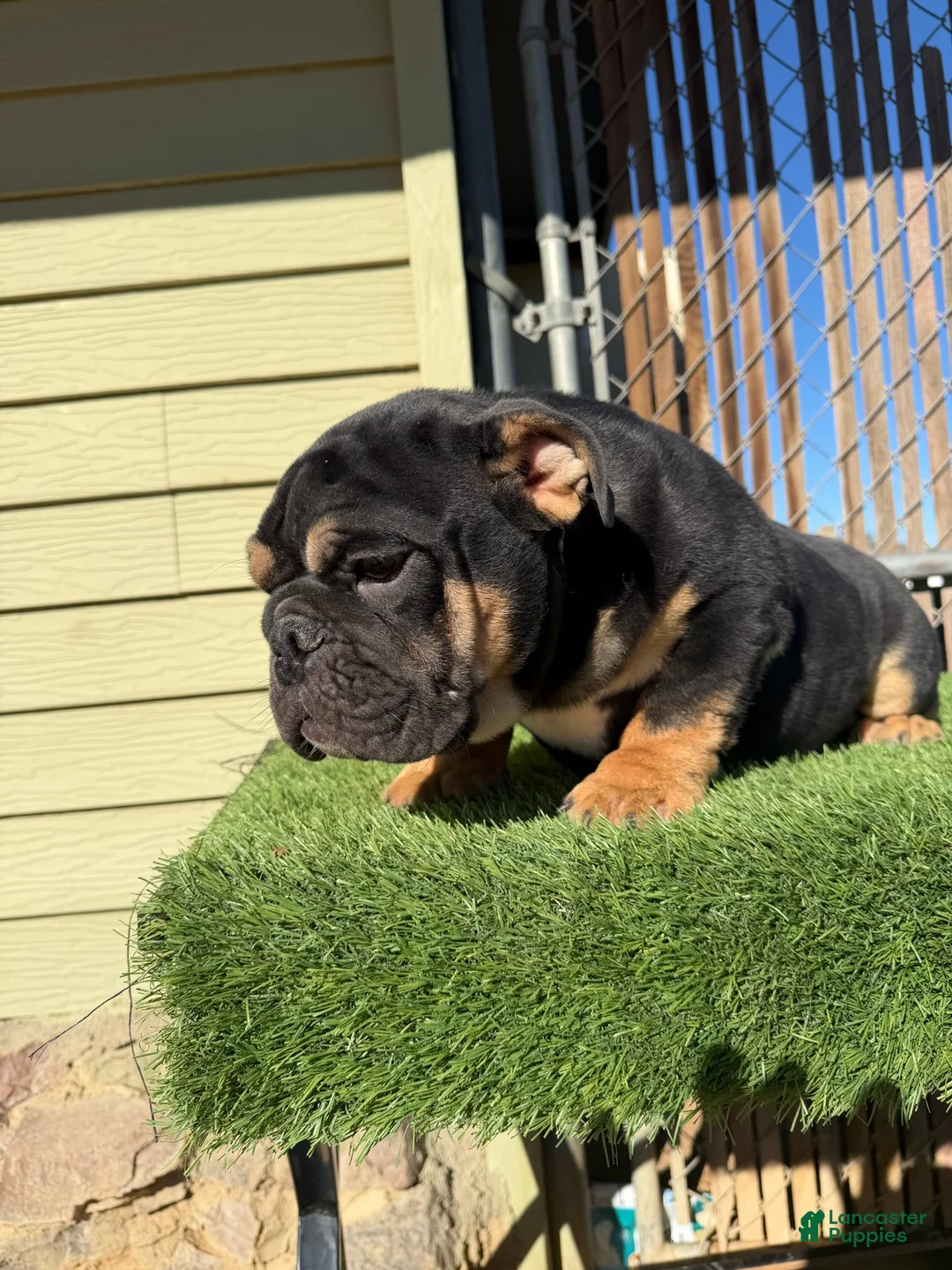 English Bulldog dogs for sale: KINGSTON – Black Tan Tri LOVERBOY in LA, CA - Ad 4