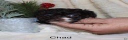 Toy Poodle dogs for sale: Chad - Ad 5