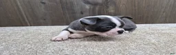 Boston Terrier dogs for sale: Smokey - Ad 6