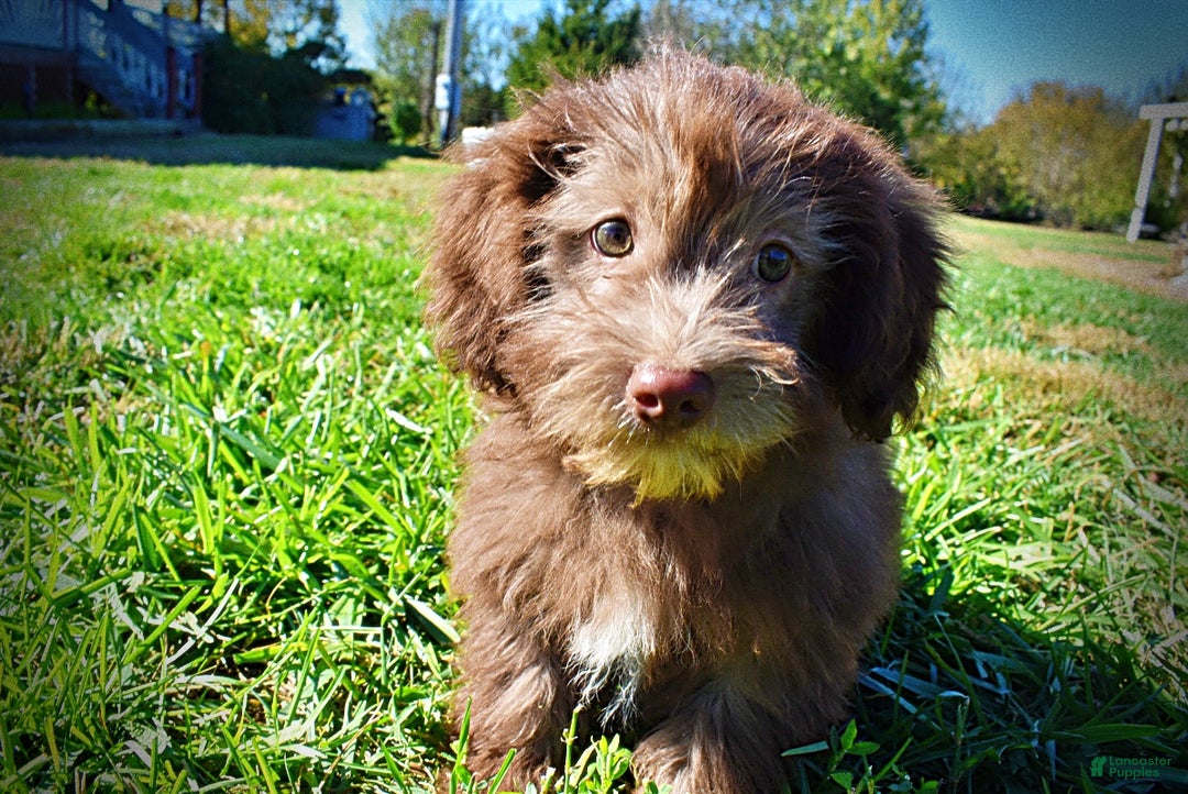 Havapoo dogs for sale: Hero - Ad 6