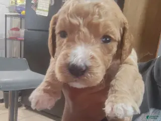 Goldendoodle dogs Girl 4 - Ad 41