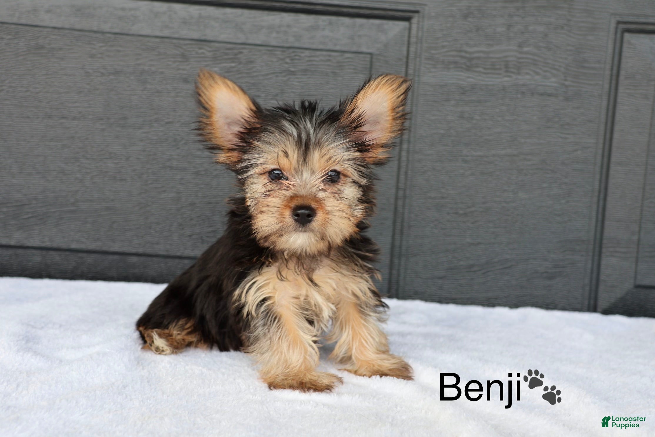 Yorkshire Terrier dogs Benji - Ad 1