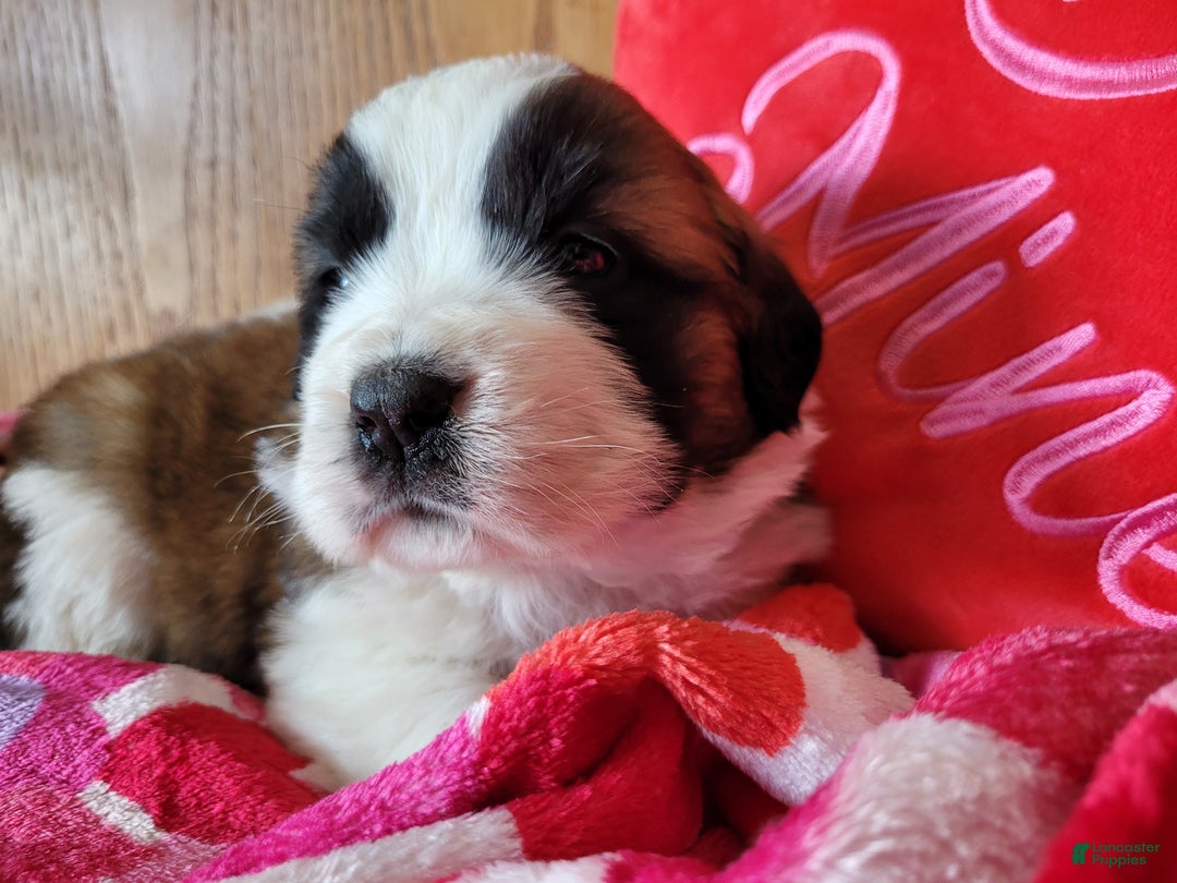 Saint Bernard dogs for sale: Luna - Ad 3