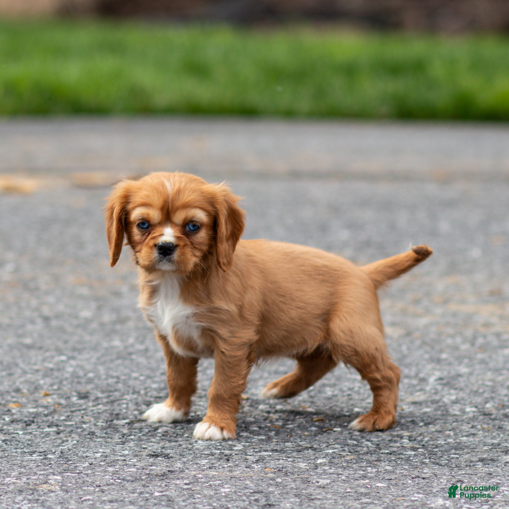 Cavalier King Charles Spaniel dogs Twinkle Cavalier King Charles Spaniel Puppy  - Ad 2