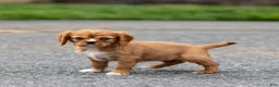 Cavalier King Charles Spaniel dogs for sale: Twinkle Cavalier King Charles Spaniel Puppy  - Ad 2