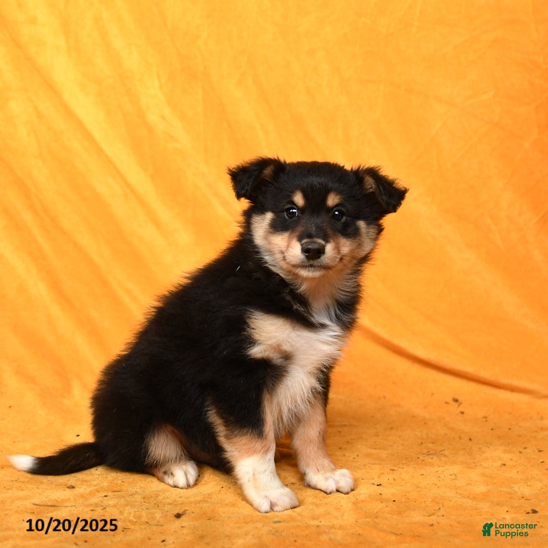 Miniature Australian Shepherd dogs for sale: Weston - Ad 3