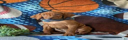 Vizsla dogs for sale: Harley - Ad 3