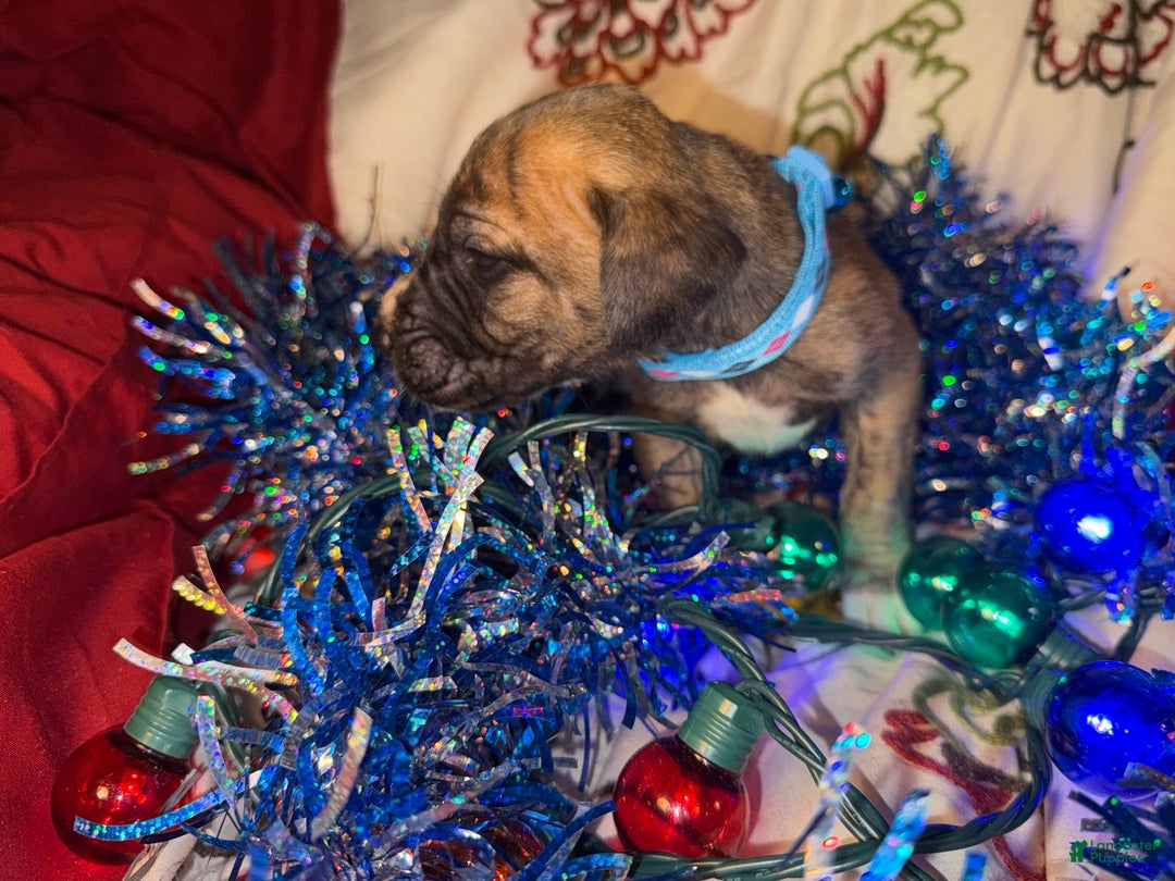 Great Dane dogs for sale: Mark - Ad 4