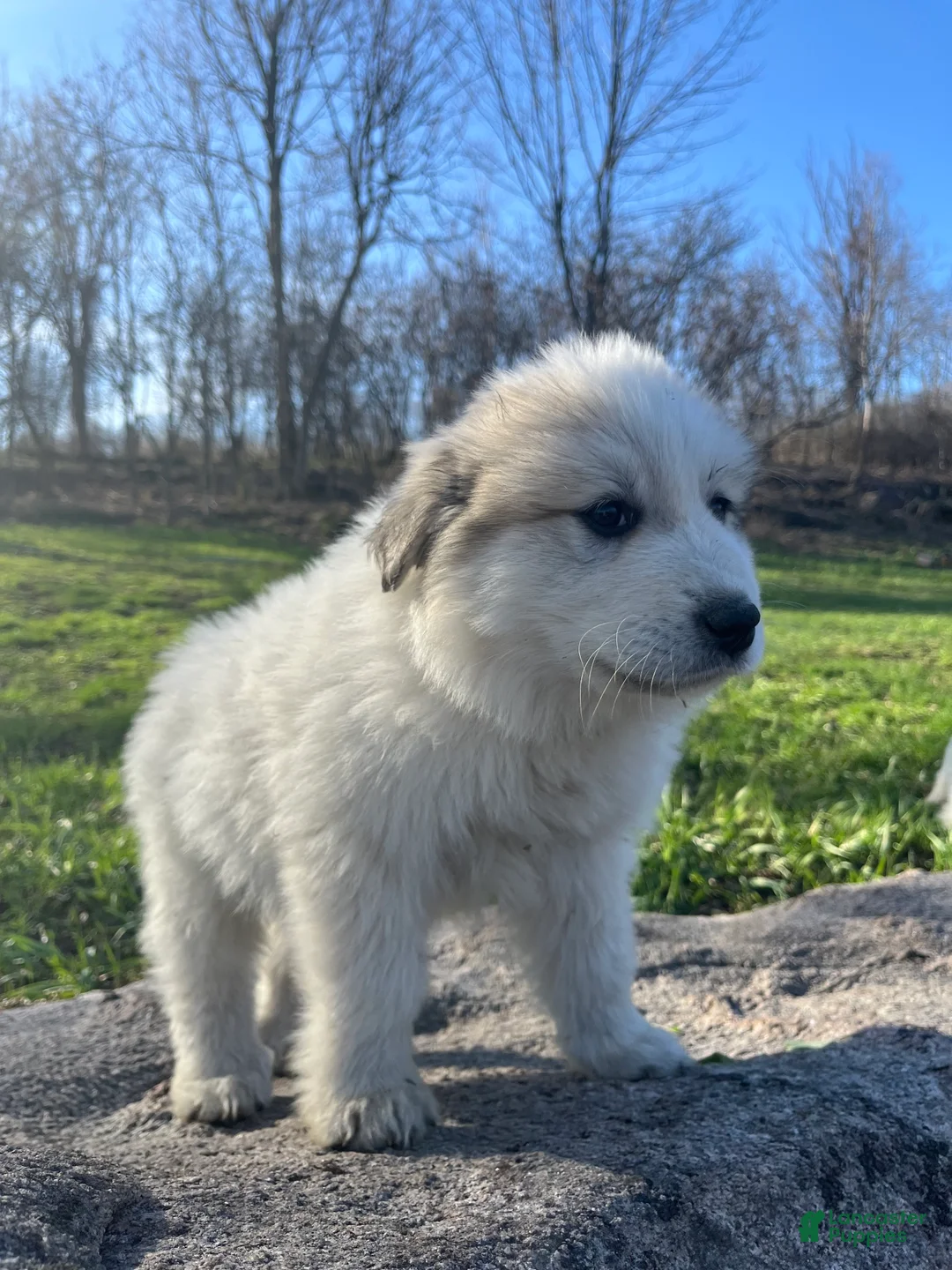 Great Pyrenees dogs for sale: Foodie - Ad 2