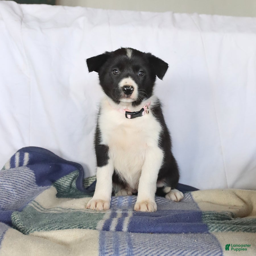 Border Collie dogs Darcy - Ad 1