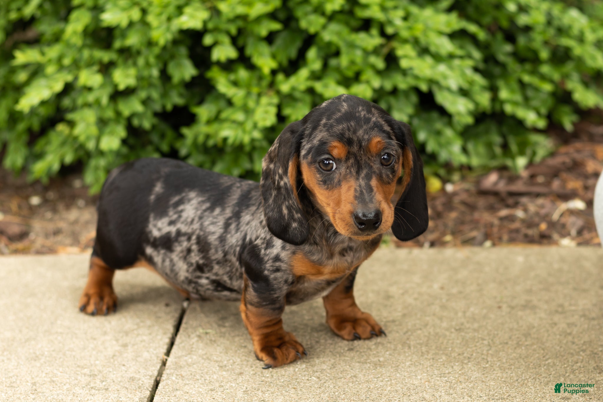 Miniature Dachshund dogs Oscar  - Ad 36