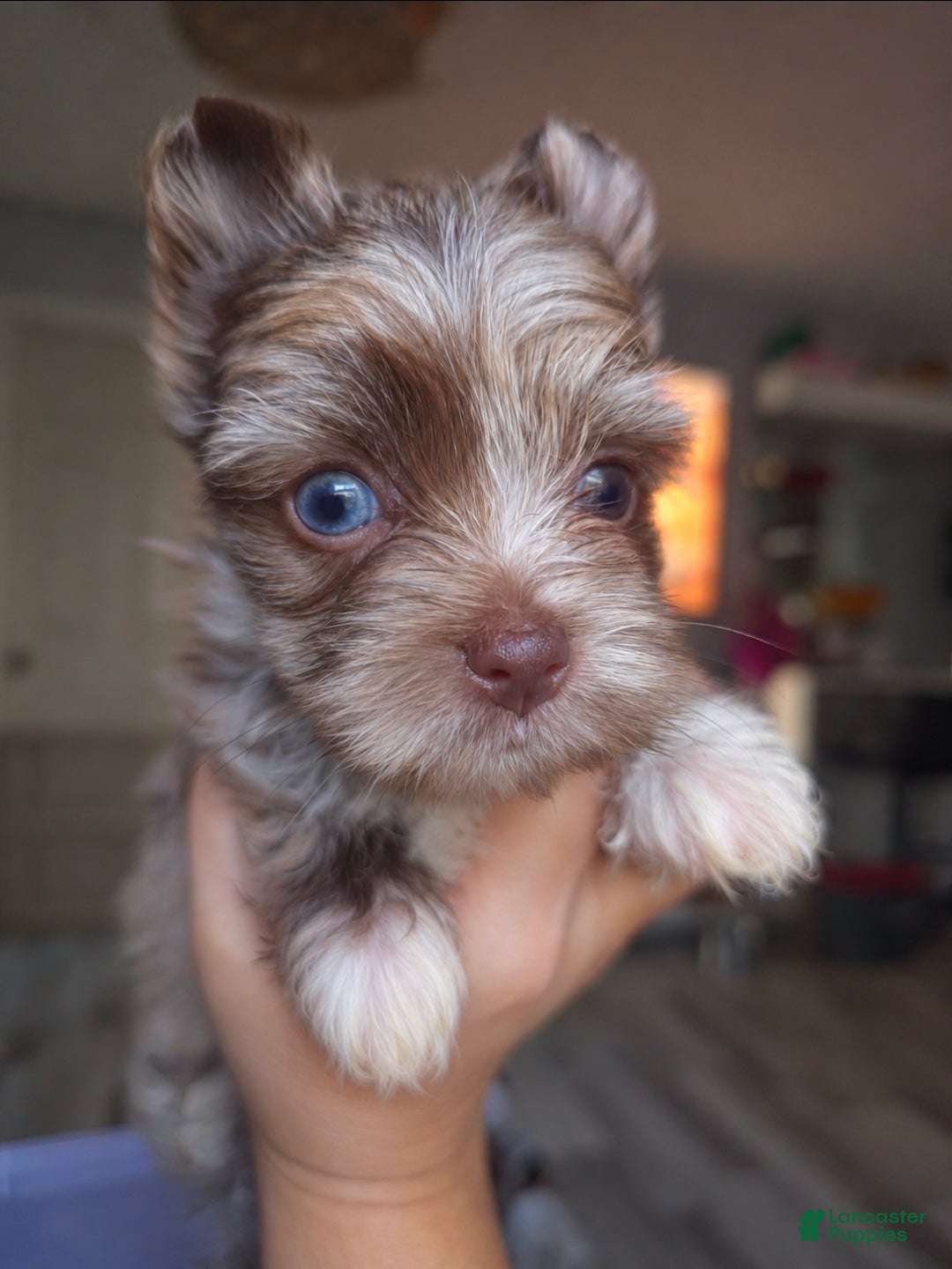 Yorkshire Terrier dogs Princesa Leda of Biewerlux  - Ad 6
