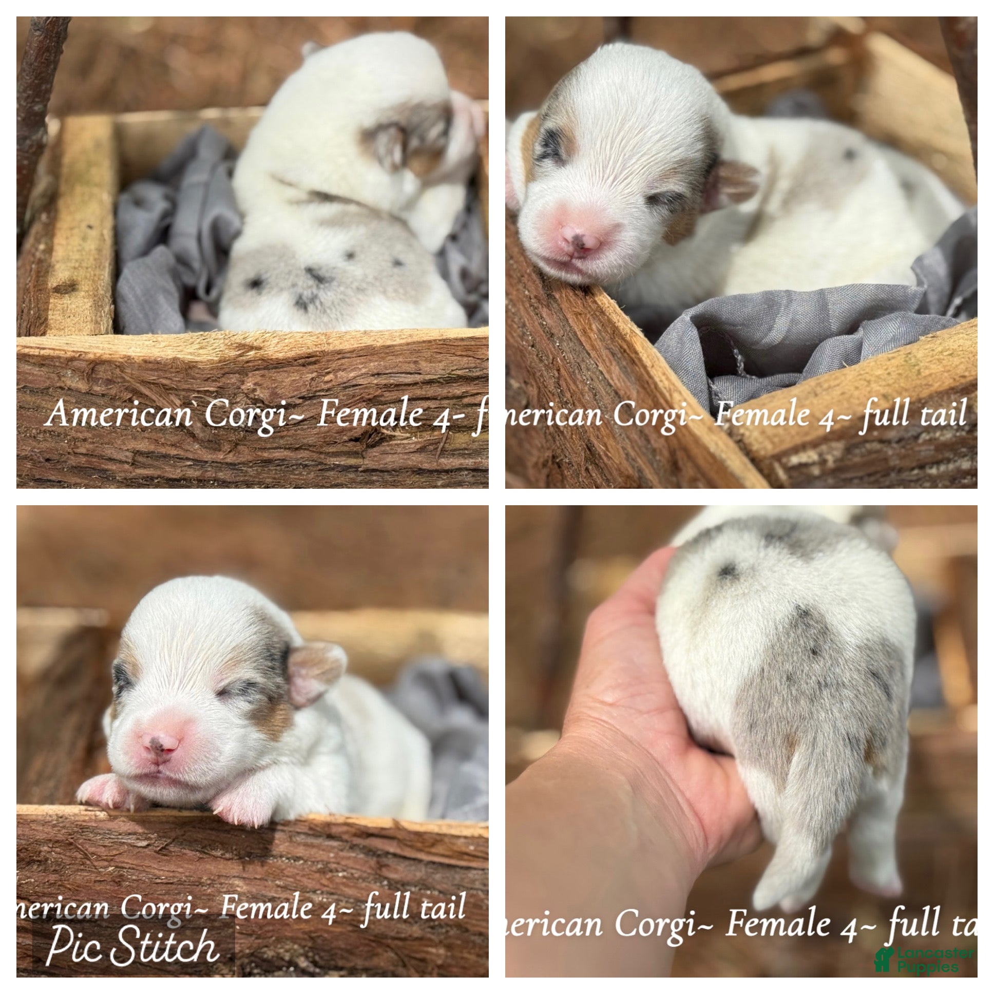 Mixed Breed dogs Mismark Merle girl with tail - Ad 10