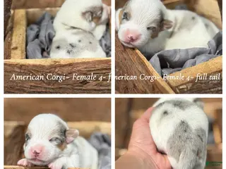 Mixed Breed dogs Mismark Merle girl with tail - Ad 10