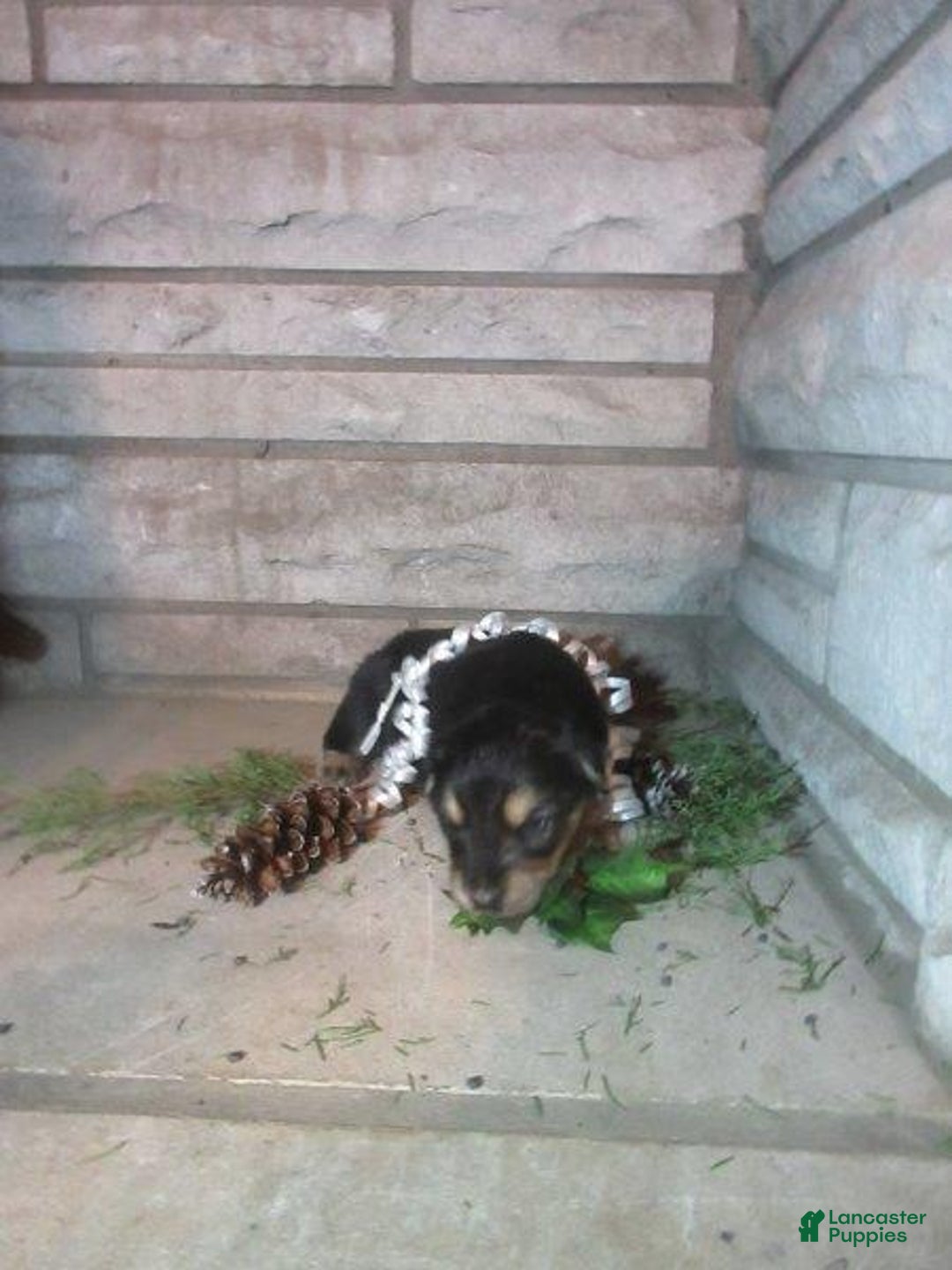 Mixed Breed dogs for sale: Timber - Ad 2