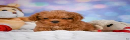 Cavapoo dogs for sale: Dan - Ad 13