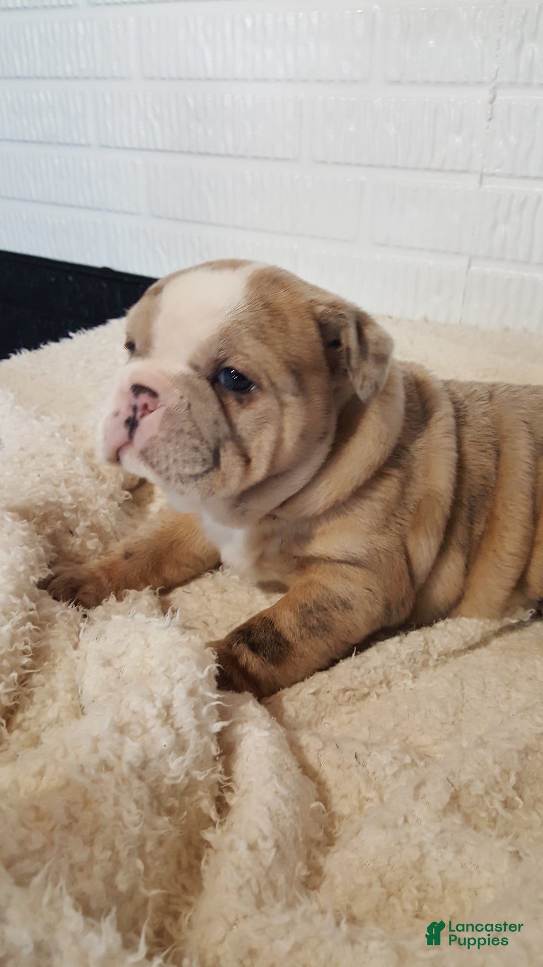 English Bulldog dogs for sale: Anja - Ad 2