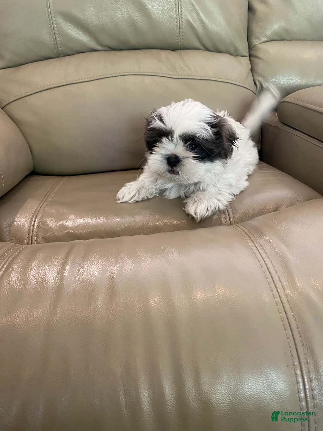 Shih Tzu dogs for sale: Shih Tzu Puppy 2 - Ad 2