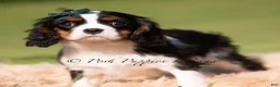Cavalier King Charles Spaniel dogs for sale: Chewy AKC - Ad 4