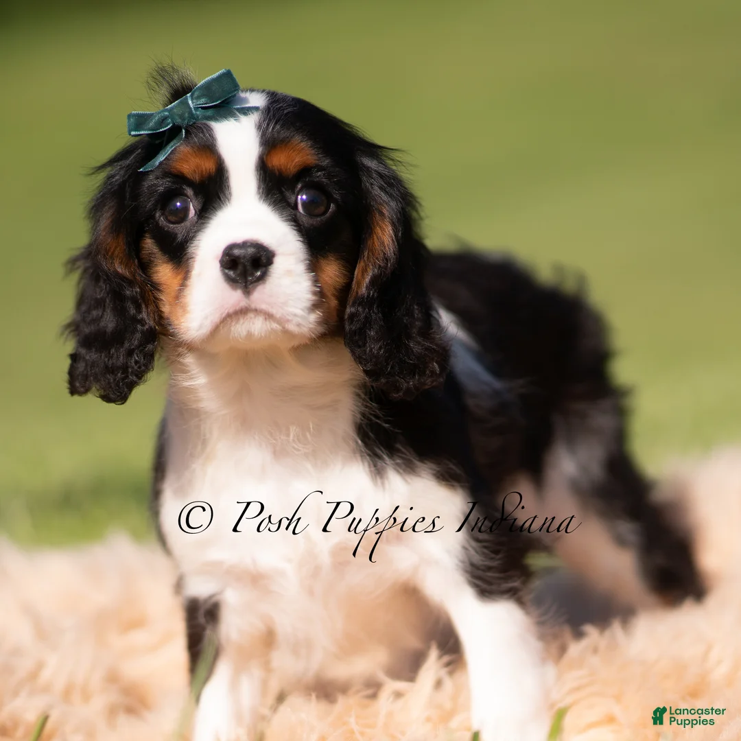 Cavalier King Charles Spaniel dogs for sale: Chewy AKC - Ad 4