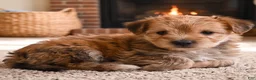 Morkie dogs for sale: Morkie 2 - Ad 7